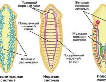 Класс ресничные черви